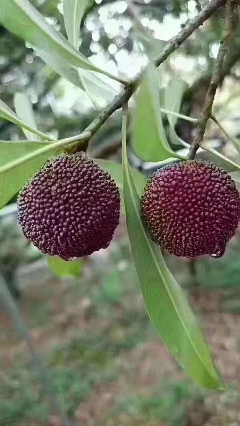 苏州东山乌紫杨梅
