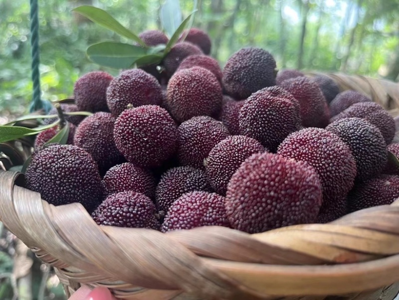 苏州东山乌紫杨梅