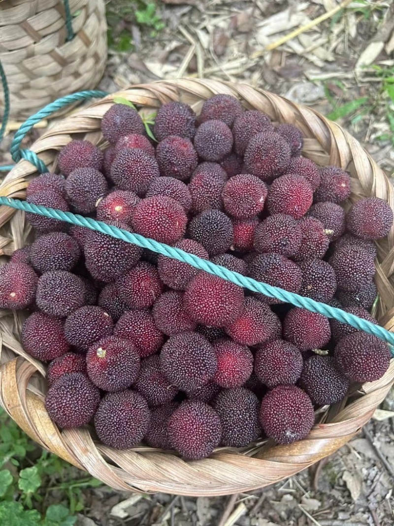 苏州东山乌紫杨梅