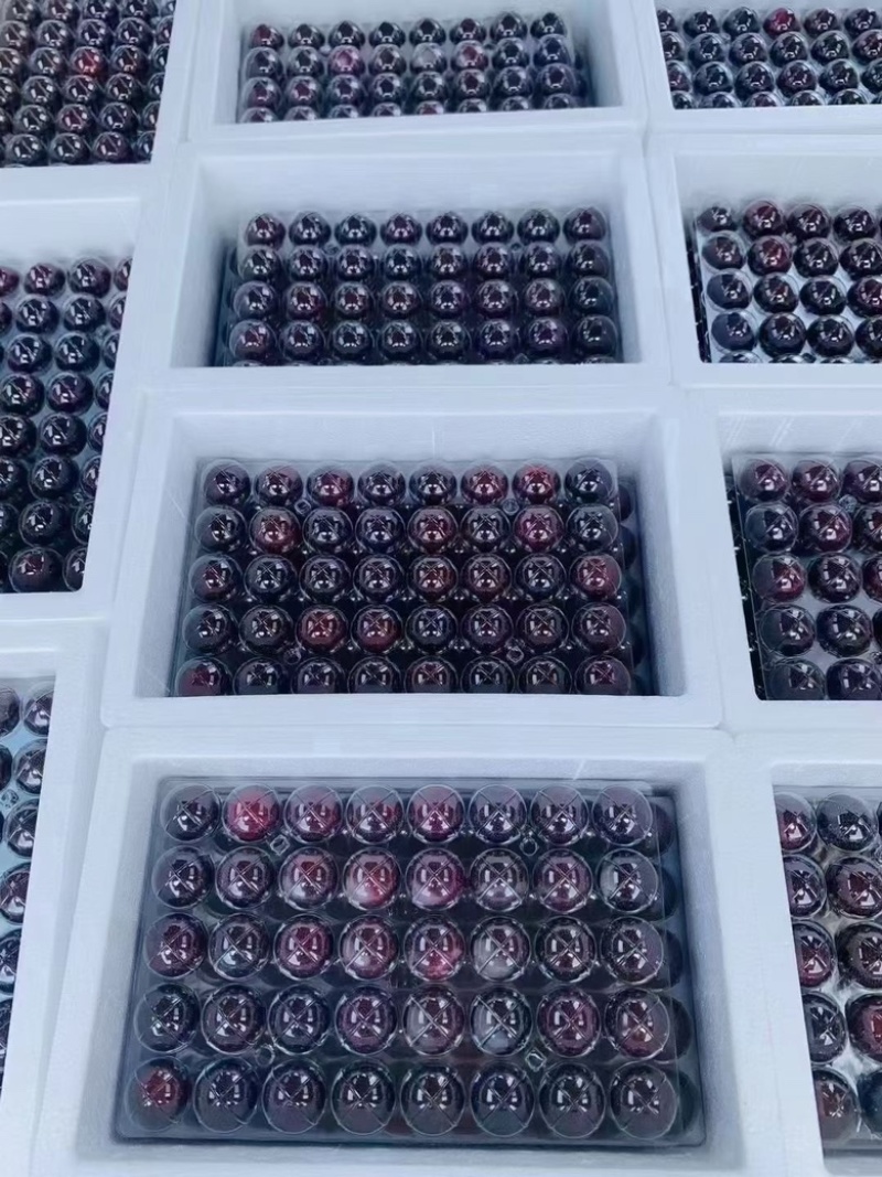 苏州东山乌紫杨梅