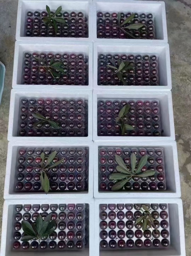 苏州东山乌紫杨梅