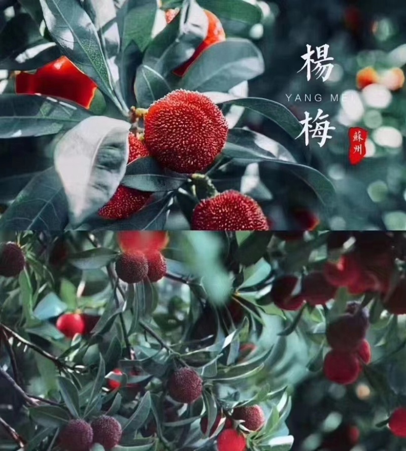 苏州东山乌紫杨梅