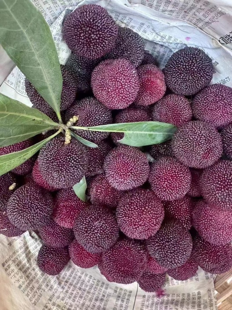苏州东山乌紫杨梅