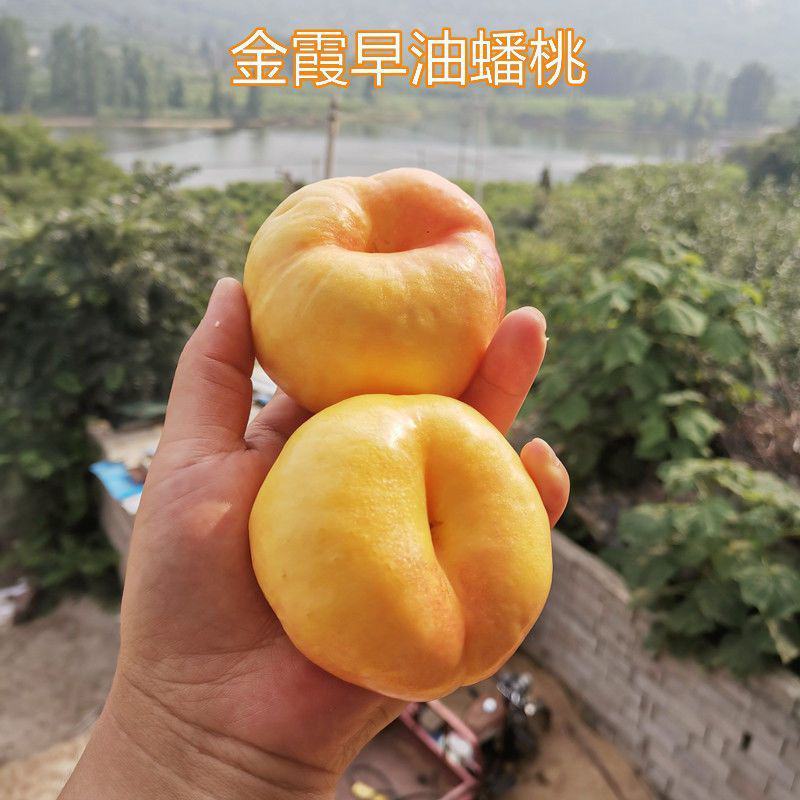 脆甜奶油白蟠桃新鲜孕妇水果蒙阴蜜桃蜂蜜纽扣扁黄金油桃3斤