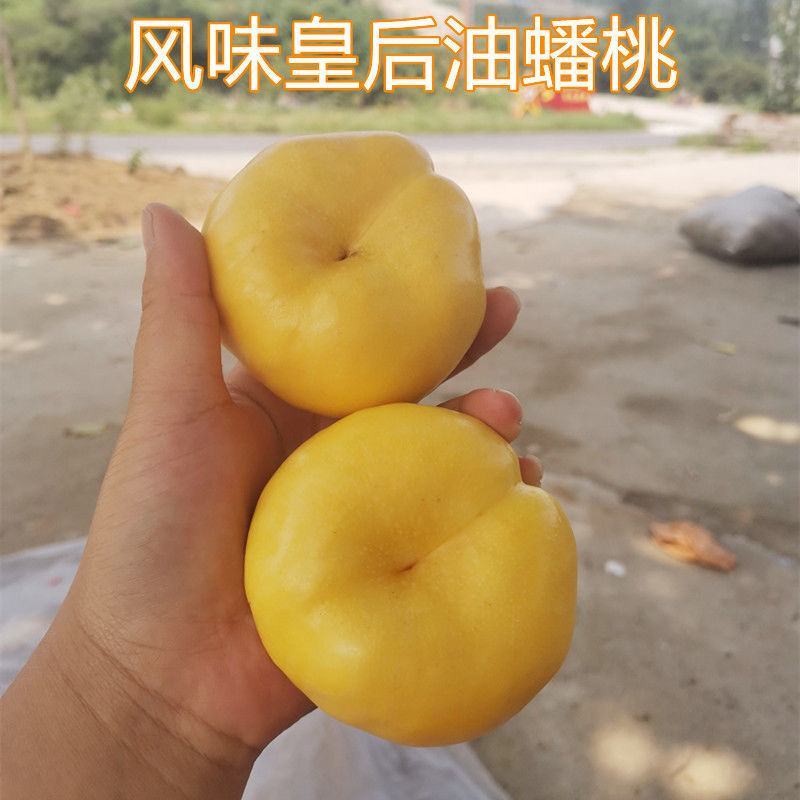 脆甜奶油白蟠桃新鲜孕妇水果蒙阴蜜桃蜂蜜纽扣扁黄金油桃3斤
