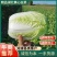 玲珑黄，金翡翠，黄心小颗白菜，诚信代办全国走货