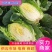 玲珑黄，金翡翠，黄心小颗白菜，诚信代办全国走货