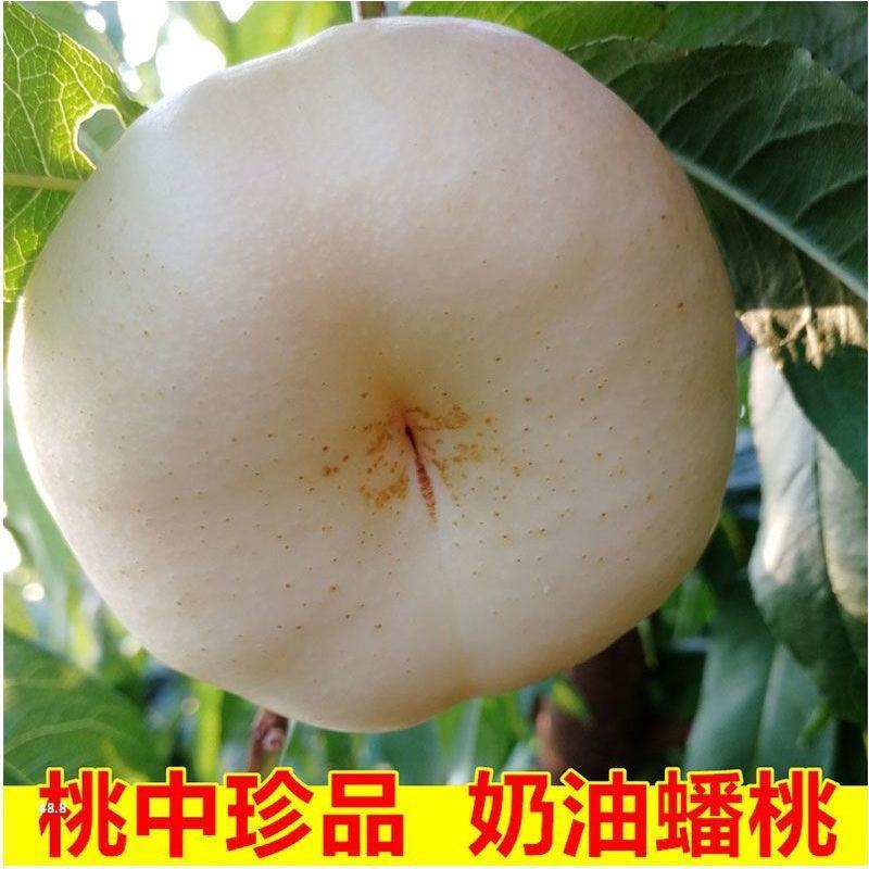 脆甜奶油白蟠桃新鲜孕妇水果蒙阴蜜桃蜂蜜纽扣扁黄金油桃3斤