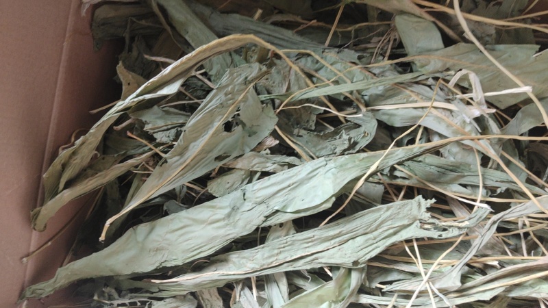 食叶草鲜草，可供百吨