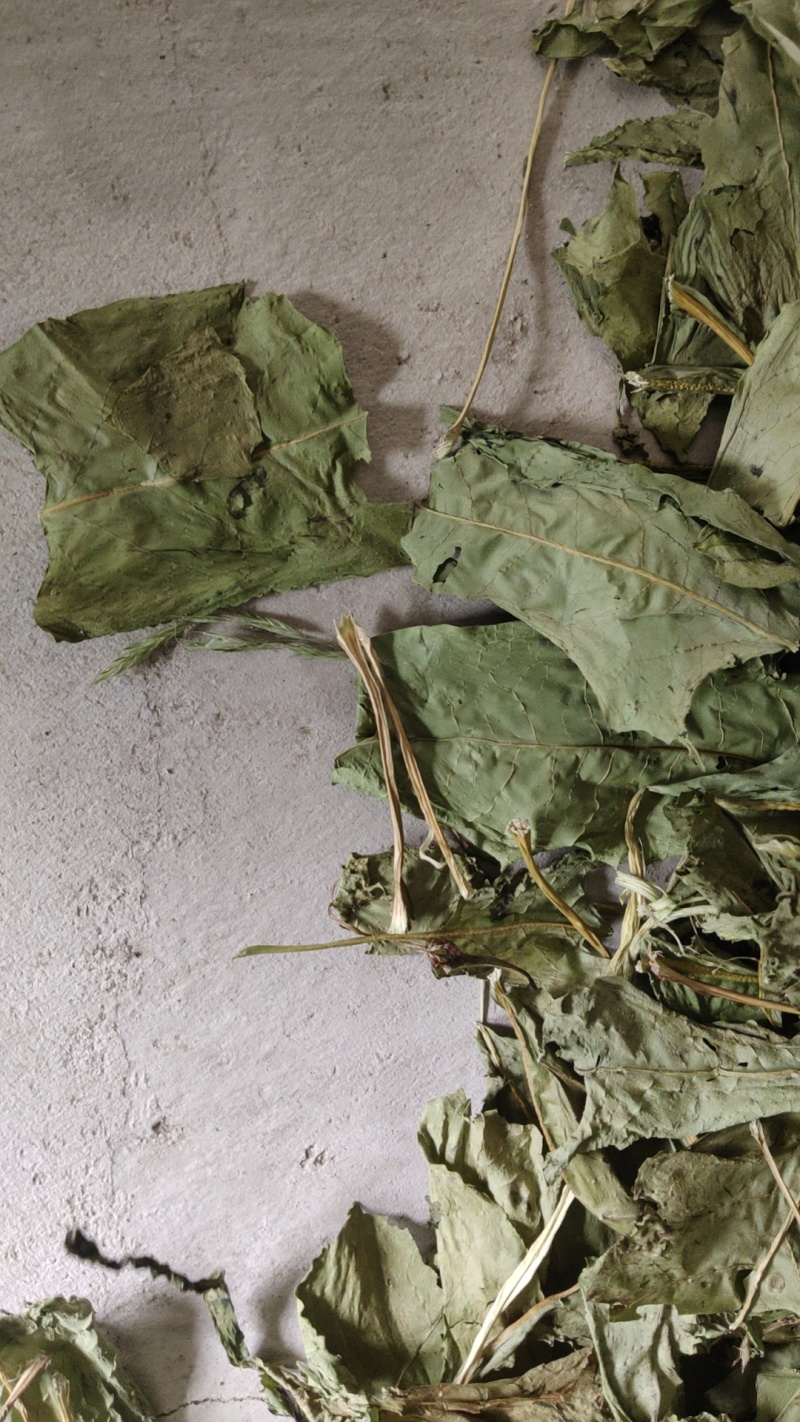 食叶草鲜草，可供百吨