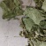 食叶草干粉，遇水即溶，价格可议