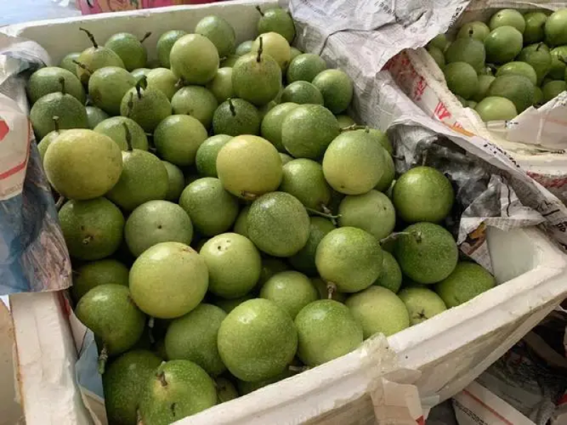 【饮蜜9号】黄金百香果大量上市种植产区直发供应全国量大从优