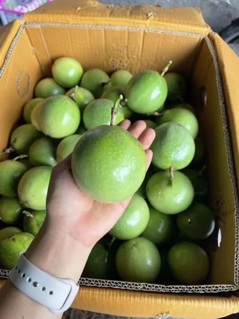 【饮蜜9号】黄金百香果大量上市种植产区直发供应全国量大从优