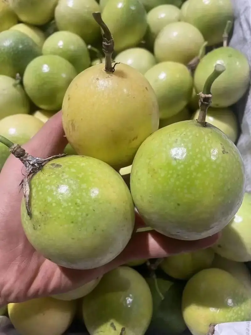 【饮蜜9号】黄金百香果大量上市种植产区直发供应全国量大从优