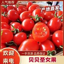 山东千禧圣女果贝贝釜山88小柿子小番茄一件代发供电商市场