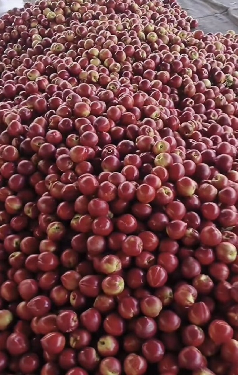 宜城油桃，湖北金雷油桃，中油19，大量上市，保质保量