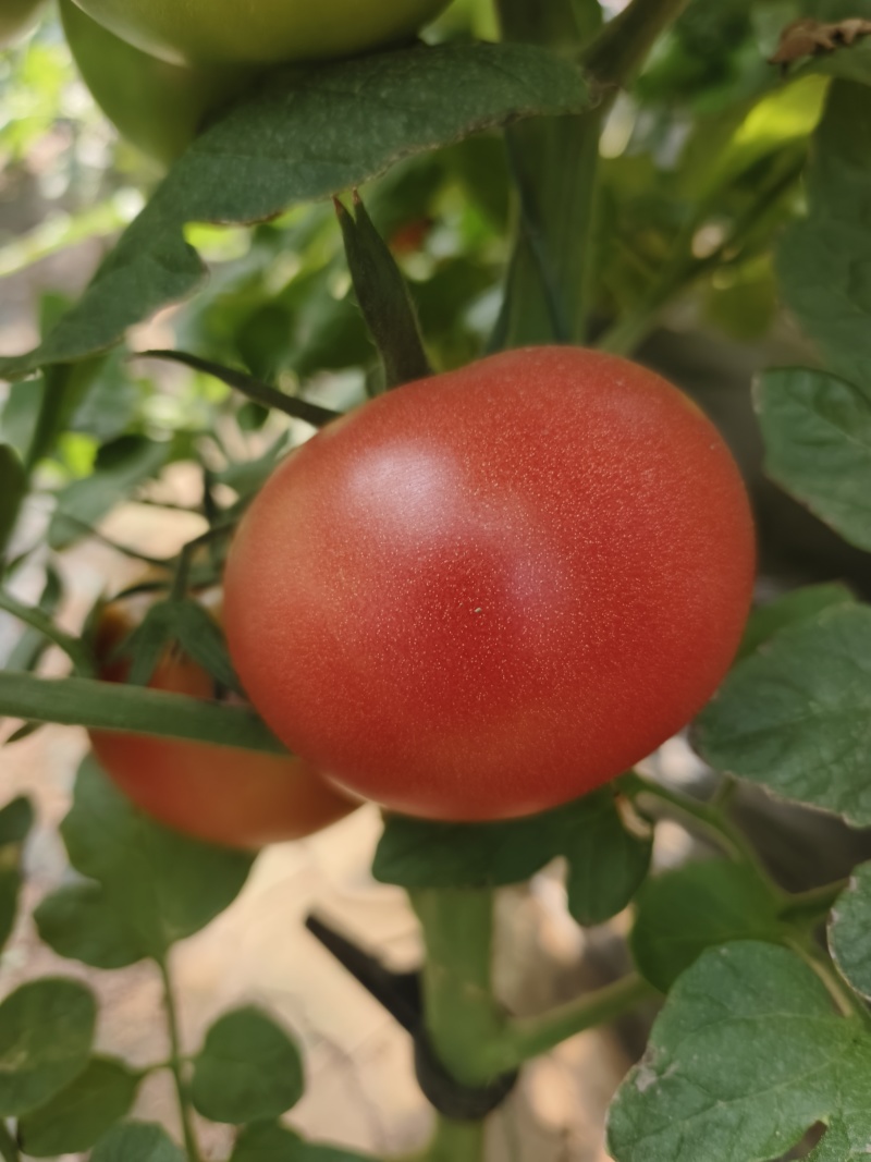 山西太谷拱棚硬粉西红柿，6月中上市