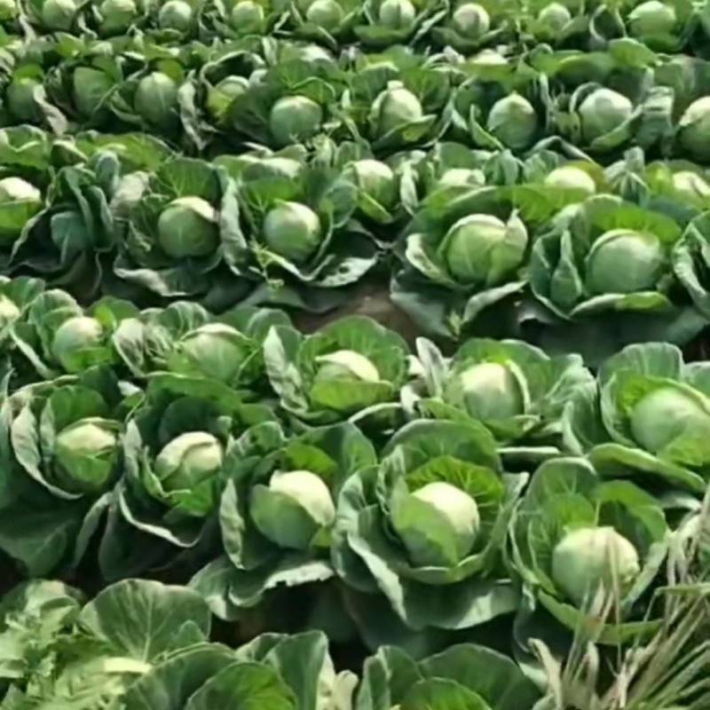 中甘系列精品甘蓝，河北甘蓝质量保证欢迎各地采购商前来采购