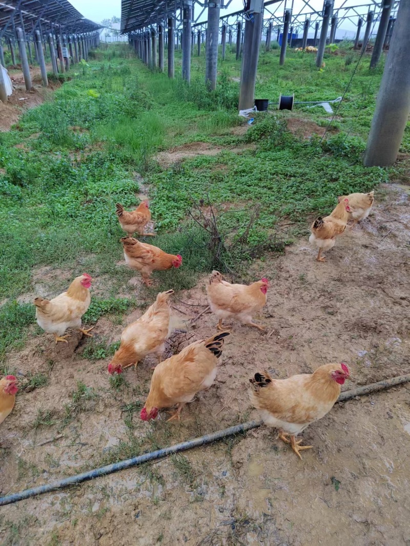 肉鸡，散养走地鸡，五谷杂粮喂养，量大从优，欢迎老板咨询