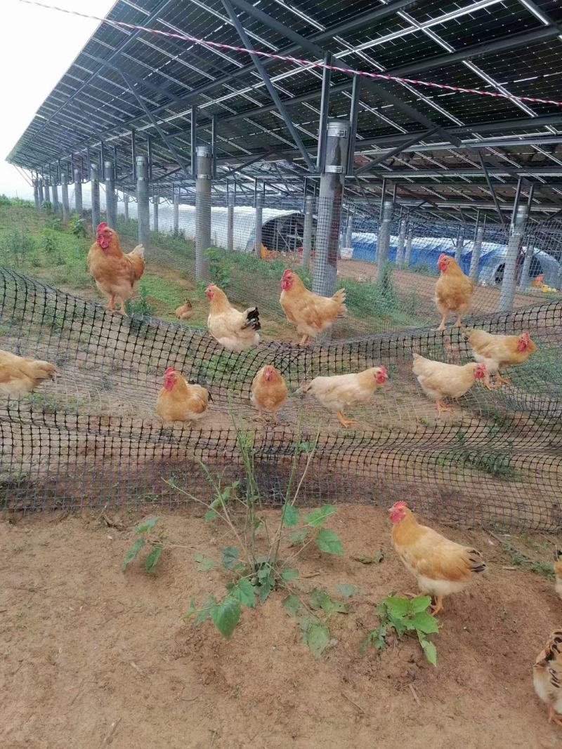 肉鸡，散养走地鸡，五谷杂粮喂养，量大从优，欢迎老板咨询