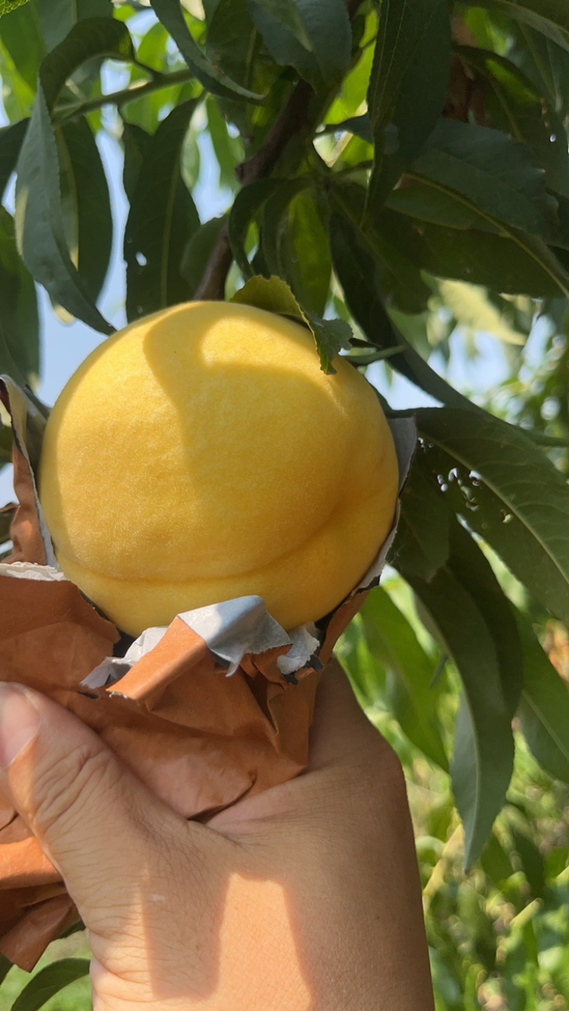 黄金蜜新沂水蜜桃踢球山水蜜桃黄桃水蜜黄桃