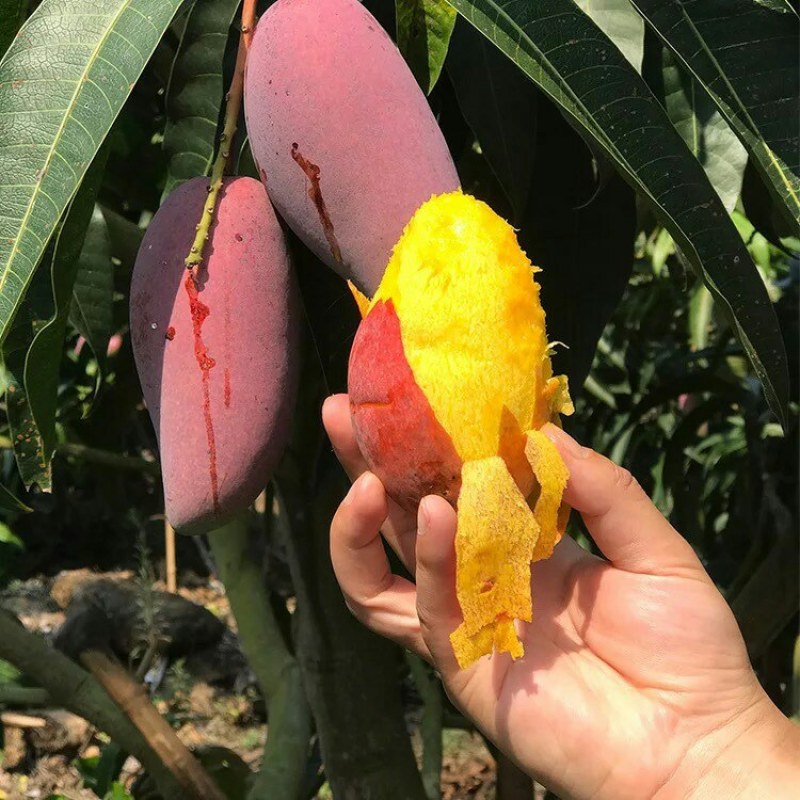 新鲜水果芒果大贵妃芒非大青芒玉芒一件代发10斤包邮核薄