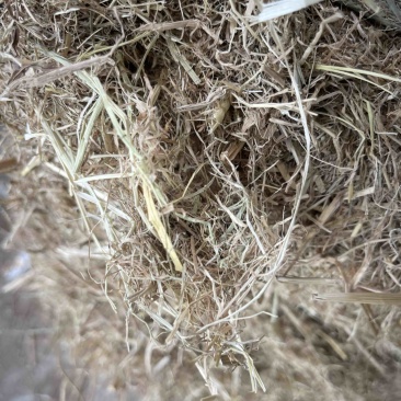 牛羊牧草边坡绿化草纤维