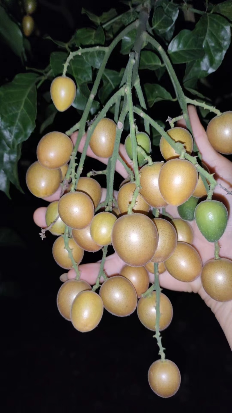 贵妃黄皮果