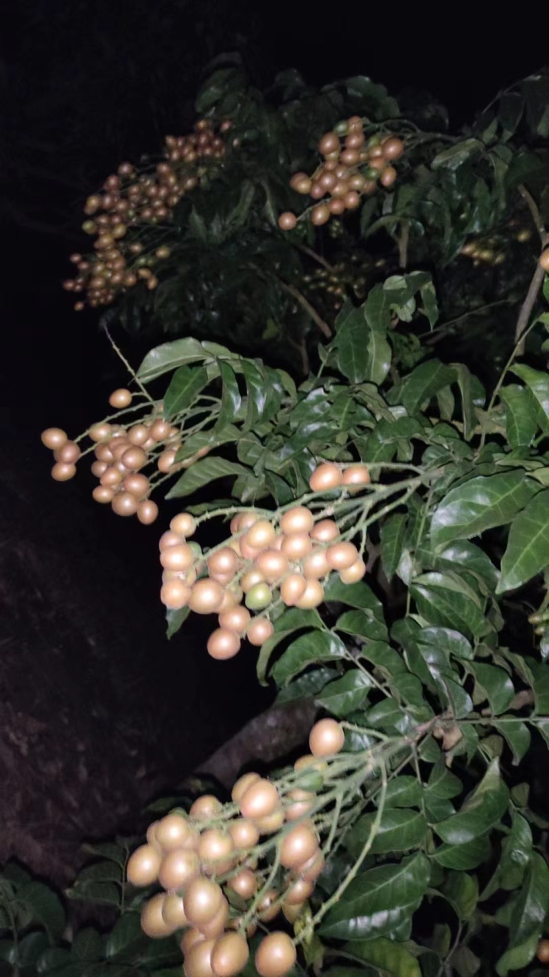 贵妃黄皮果