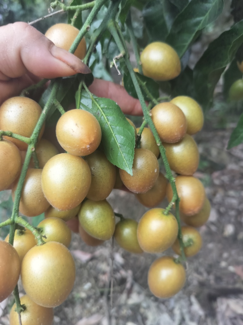 贵妃黄皮果