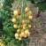 贵妃黄皮果