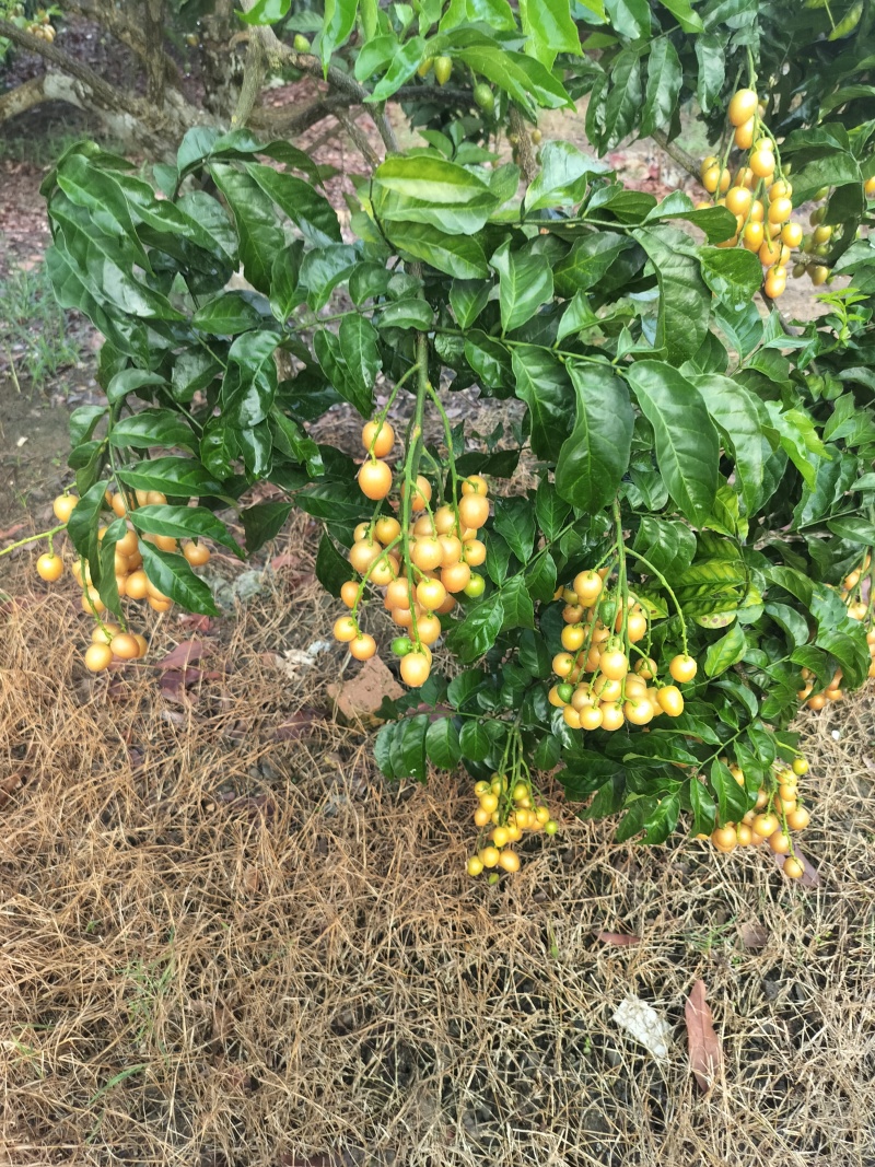 贵妃黄皮果