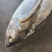 冻黄鳍金枪鱼20~30kg