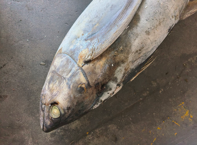 冻黄鳍金枪鱼20~30kg