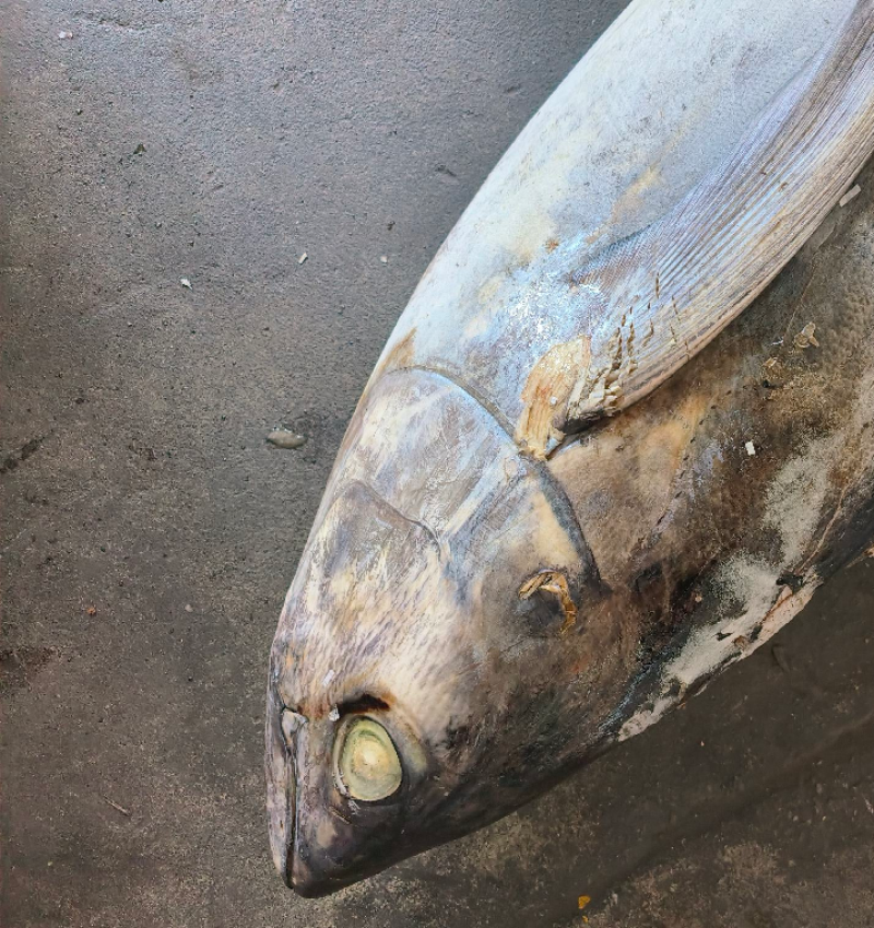 冻黄鳍金枪鱼20~30kg