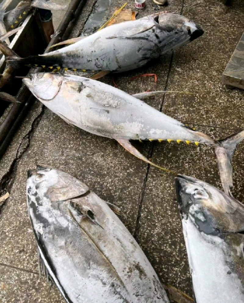 冻黄鳍金枪鱼20~30kg