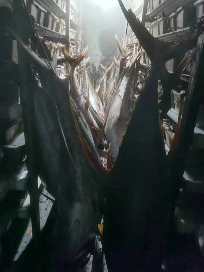 冻黄鳍金枪鱼20~30kg