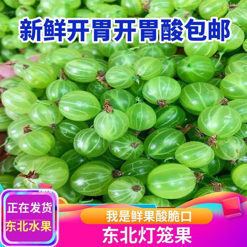 东北特产鹅莓酸子鲜果灯笼果新鲜孕妇宝宝酸甜鹅梅醋栗