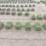精品草坪草自产自销草坪质量保证货源充足量大从优欢迎咨询