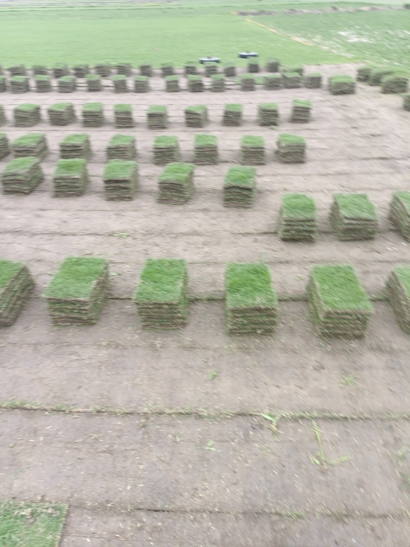 精品草坪草自产自销草坪质量保证货源充足量大从优欢迎咨询
