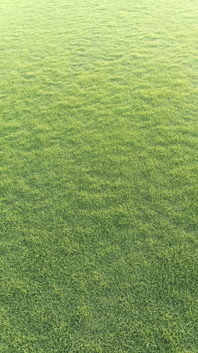 精品草坪草自产自销草坪质量保证货源充足量大从优欢迎咨询