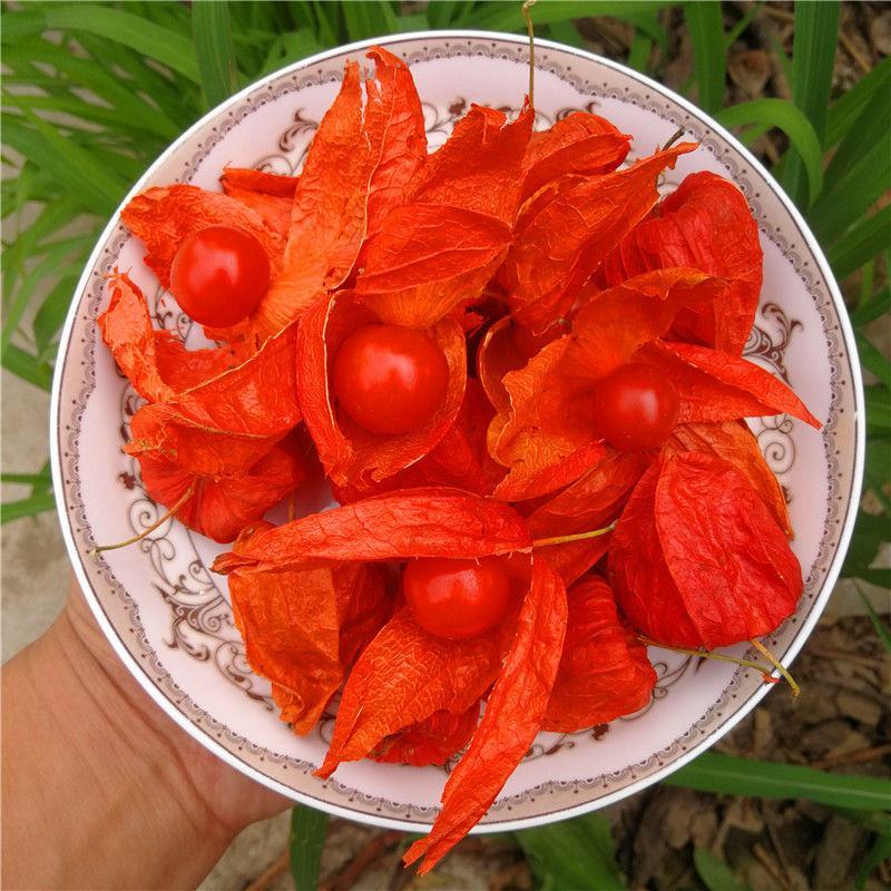 东北红菇娘果皮干果鲜的苦姑娘锦灯笼果9-11月新鲜冷冻