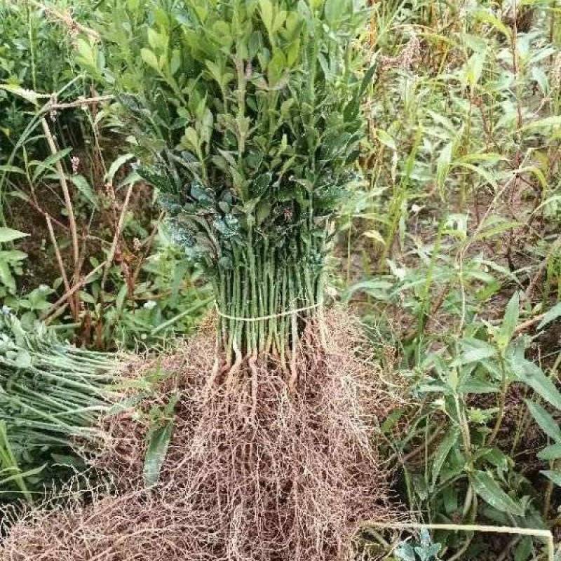 枳壳小苗，半年生小苗，数量30万，高度20公分左右