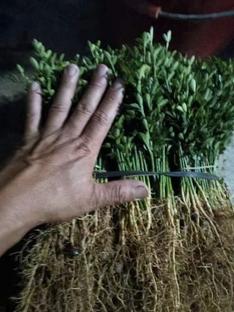 枳壳小苗，半年生小苗，数量30万，高度20公分左右