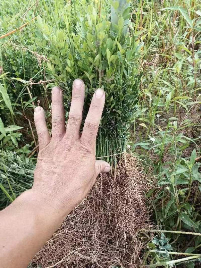 枳壳小苗，半年生小苗，数量30万，高度20公分左右