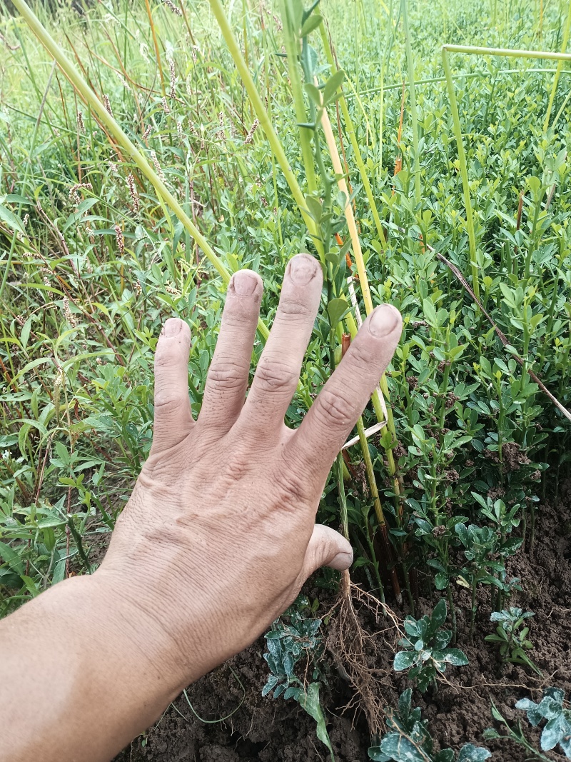 枳壳小苗，半年生小苗，数量30万，高度20公分左右