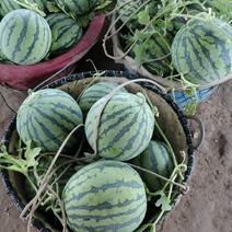 自家种植大棚西瓜，甜度高。宁波市区内提前说可免费配送