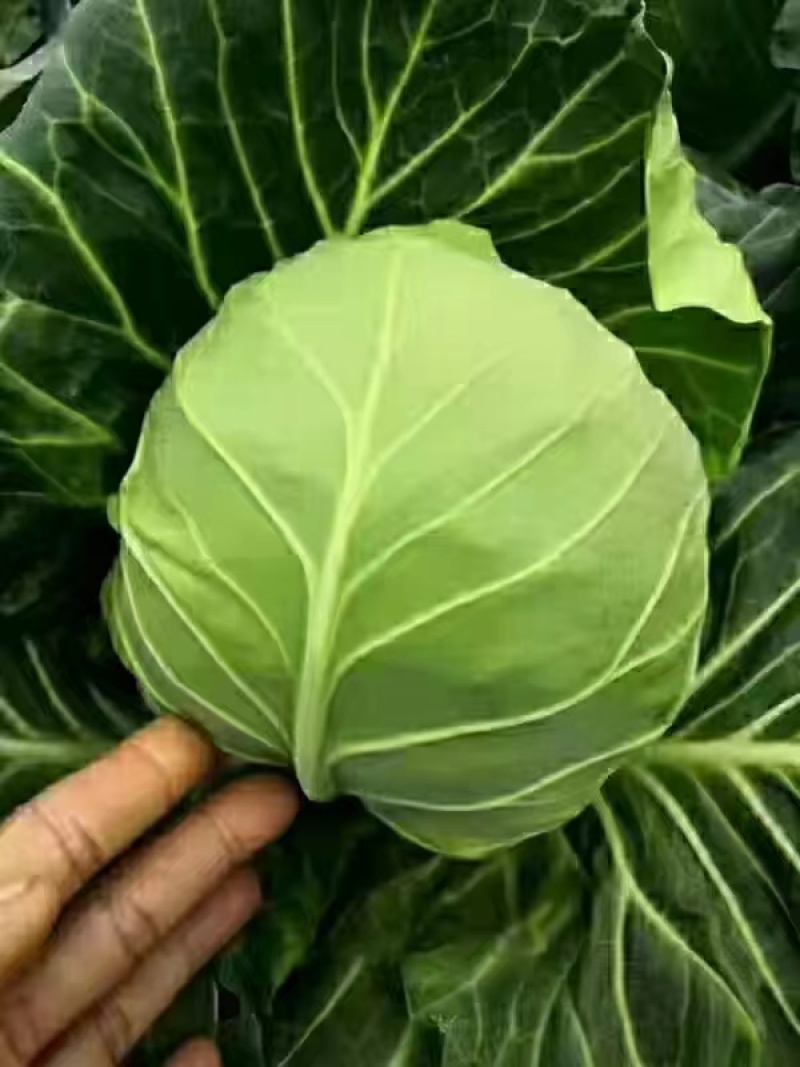 甘蓝！东北吉林精品甘蓝大量上市有需要的老板联系价格美丽