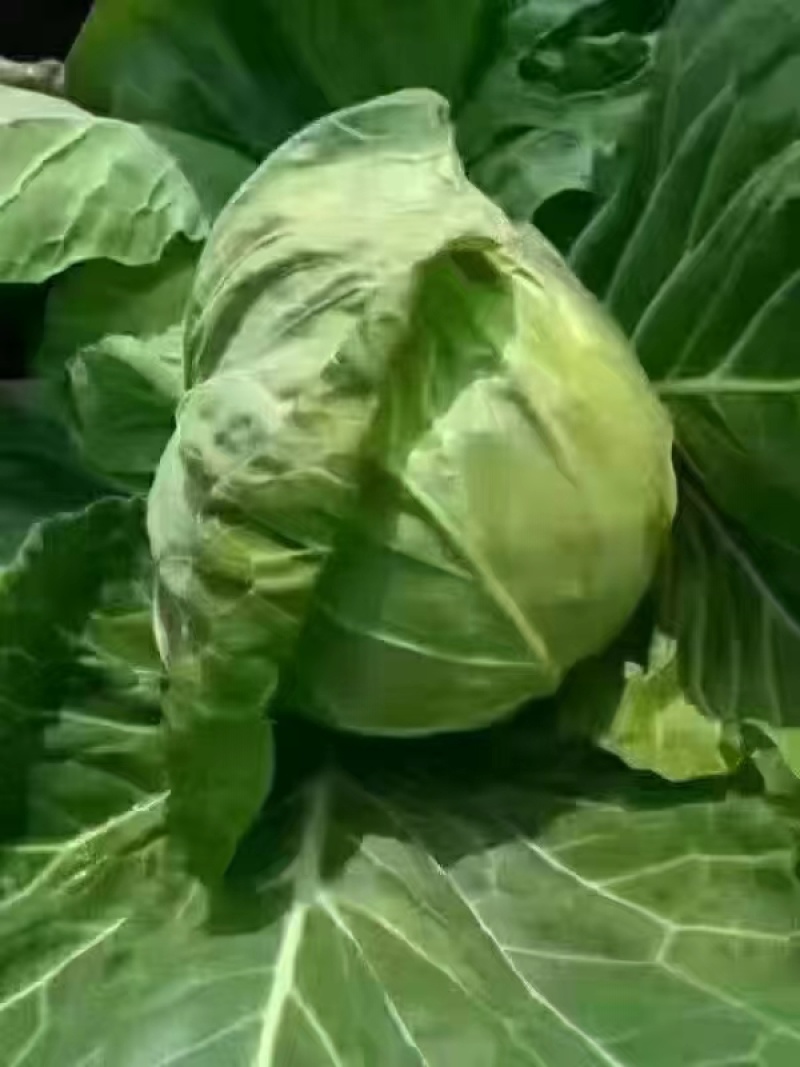 甘蓝！东北吉林精品甘蓝大量上市有需要的老板联系价格美丽