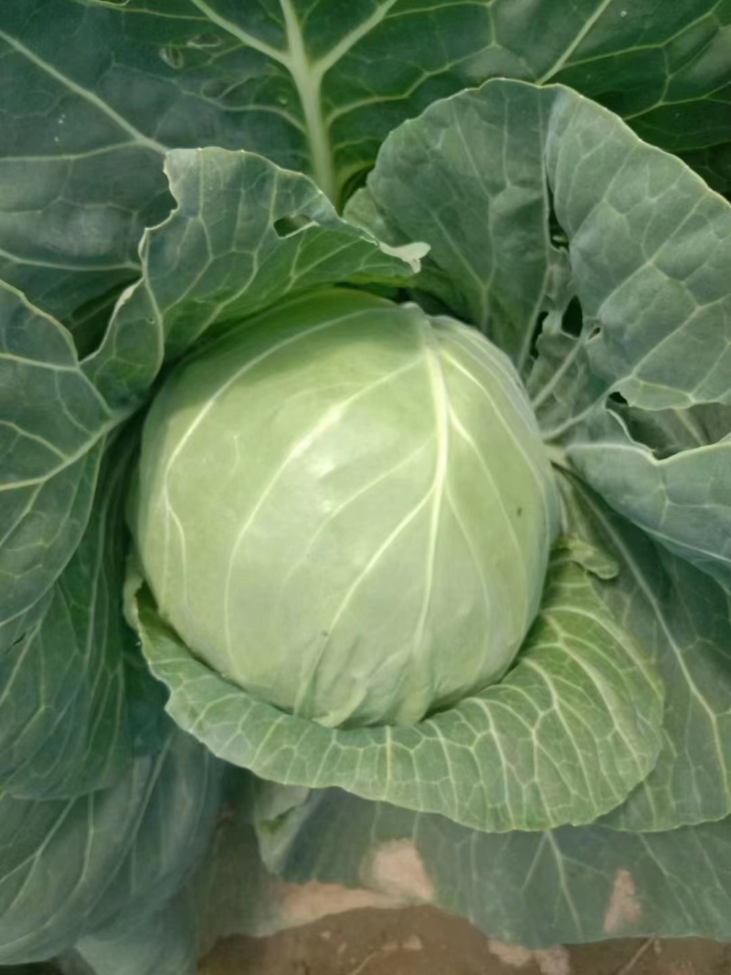 甘蓝！东北吉林精品甘蓝大量上市有需要的老板联系价格美丽